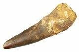 Bargain, Real Spinosaurus Tooth - Huge Dinosaur Tooth #307937-1